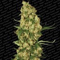 Wappa (Paradise Seeds) Feminisoidut