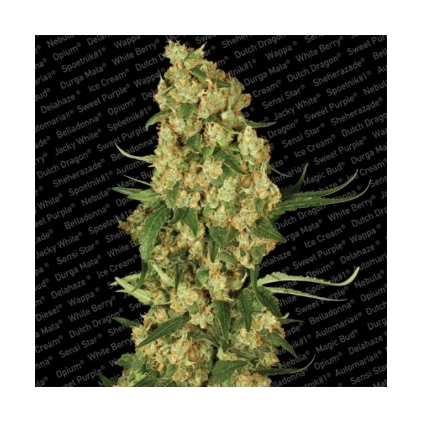Wappa (Paradise Seeds) Feminisoidut