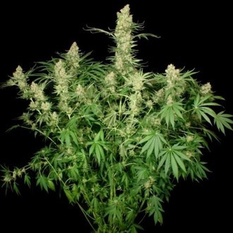 Wappa (Paradise Seeds) Feminisoidut