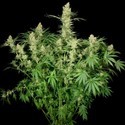 Wappa (Paradise Seeds) Feminisoidut