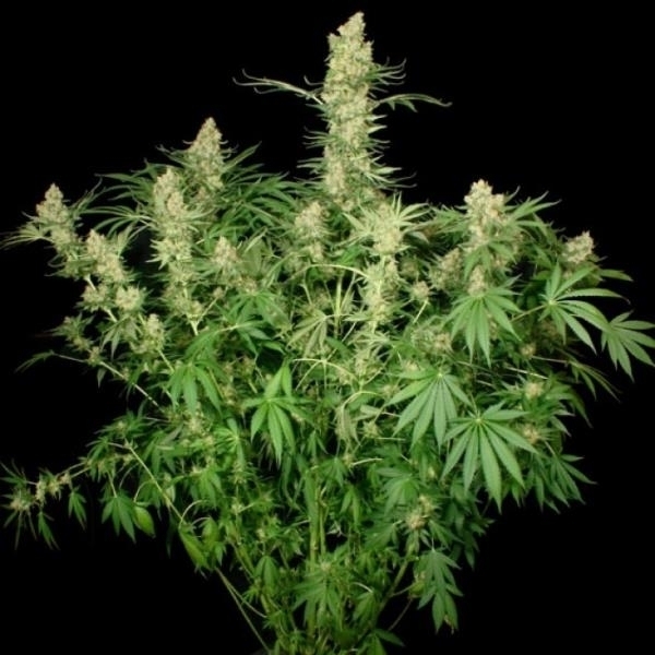 Wappa (Paradise Seeds) Feminisoidut