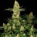 Wappa (Paradise Seeds) Feminisoidut