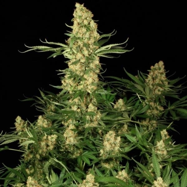 Wappa (Paradise Seeds) Feminisoidut