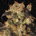 White Berry (Paradise Seeds) Feminisoidut