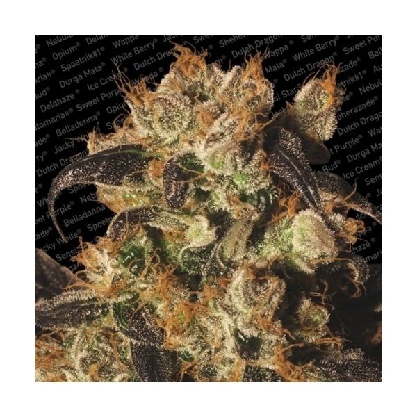 White Berry (Paradise Seeds) Feminisoidut