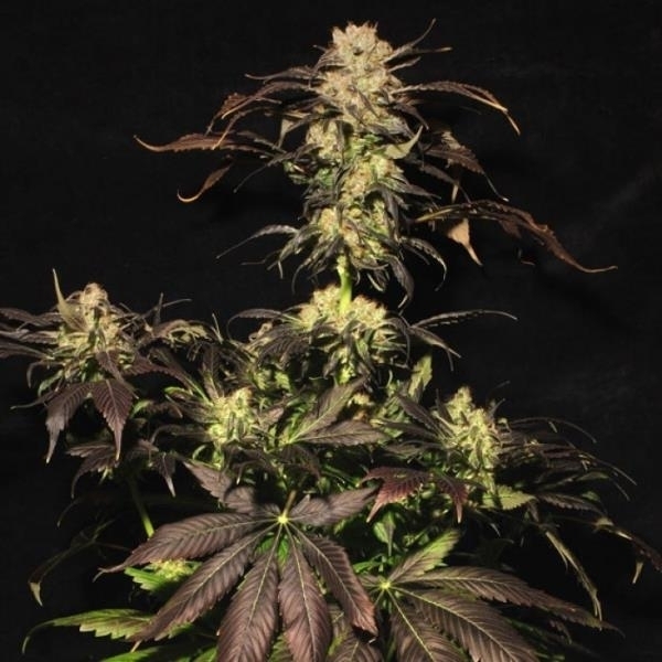 White Berry (Paradise Seeds) Feminisoidut