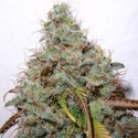 White Berry (Paradise Seeds) Feminisoidut