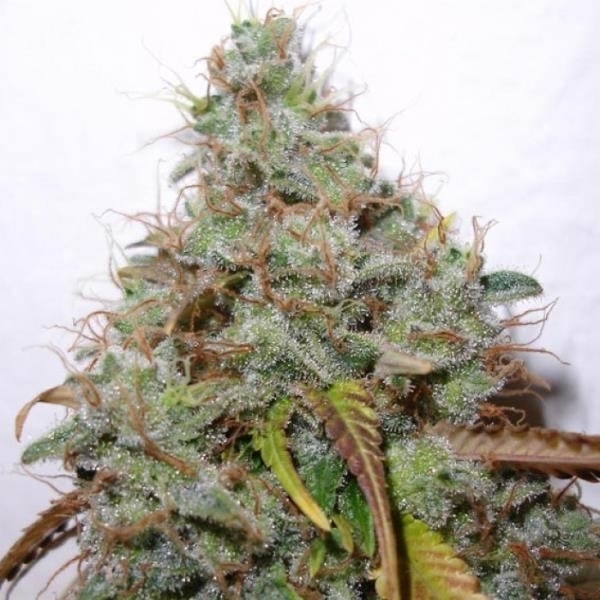 White Berry (Paradise Seeds) Feminisoidut
