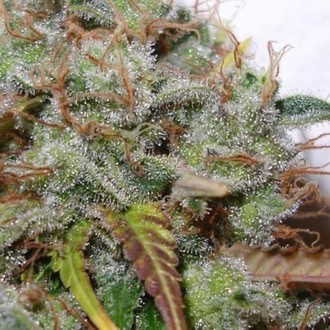 White Berry (Paradise Seeds) Feminisoidut