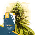 Sour Diesel (Zamnesia Seeds) Feminisoidut