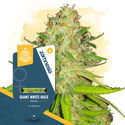 Giant White Haze (Zamnesia Seeds) Feminisoidut
