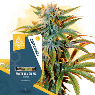 Sweet Lemon AK (Zamnesia Seeds) feminisoidut