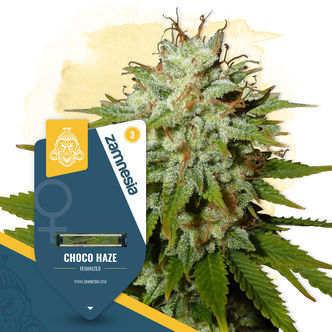 Choco Haze (Zamnesia Seeds) feminisoidut kannabiksen siemenet