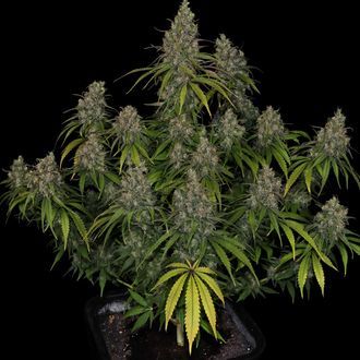 Choco Haze (Zamnesia Seeds) Feminisoidut
