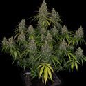 Choco Haze (Zamnesia Seeds) Feminisoidut