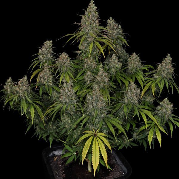 Choco Haze (Zamnesia Seeds) Feminisoidut