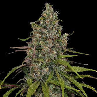 Choco Haze (Zamnesia Seeds) Feminisoidut