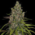 Choco Haze (Zamnesia Seeds) Feminisoidut