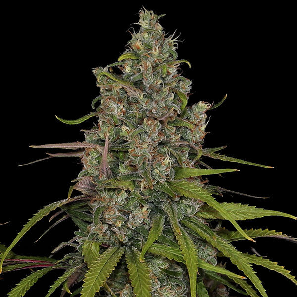 Choco Haze (Zamnesia Seeds) Feminisoidut