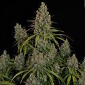 Choco Haze (Zamnesia Seeds) Feminisoidut