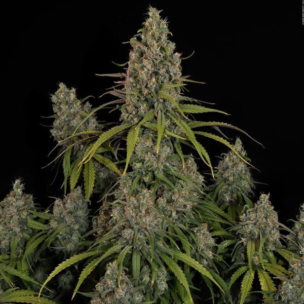 Choco Haze (Zamnesia Seeds) Feminisoidut