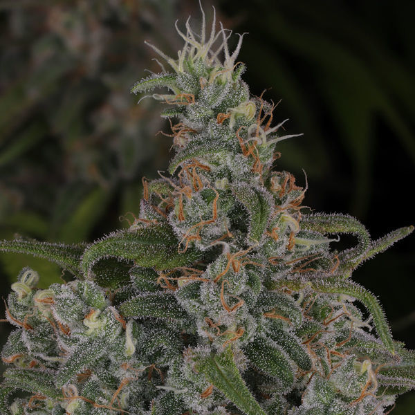Choco Haze (Zamnesia Seeds) Feminisoidut