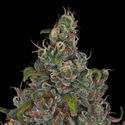 Choco Haze (Zamnesia Seeds) Feminisoidut