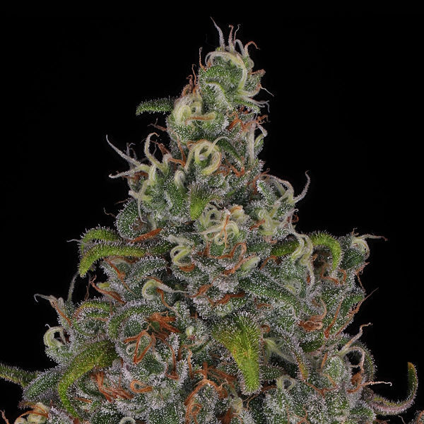 Choco Haze (Zamnesia Seeds) Feminisoidut