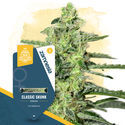 Classic Skunk (Zamnesia Seeds) Feminisoidut