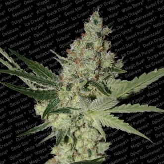 Acid (Paradise Seeds) Feminisoidut