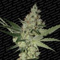 Acid (Paradise Seeds) Feminisoidut
