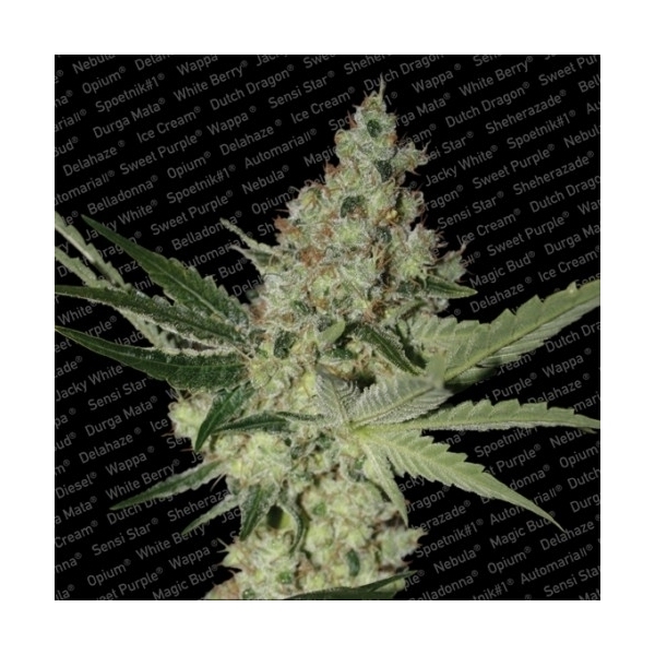 Acid (Paradise Seeds) Feminisoidut