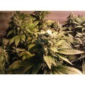 Acid (Paradise Seeds) Feminisoidut