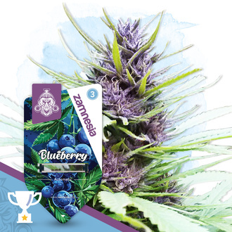 Blueberry Autoflower (Zamnesia Seeds) Feminisoidut