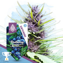 Blueberry Autoflower (Zamnesia Seeds) Feminisoidut