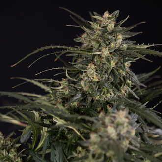 Northern Lights Autoflower (Zamnesia Seeds) Feminisoidut