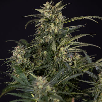 Northern Lights Autoflower (Zamnesia Seeds) Feminisoidut
