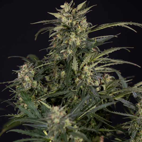 Northern Lights Autoflower (Zamnesia Seeds) Feminisoidut