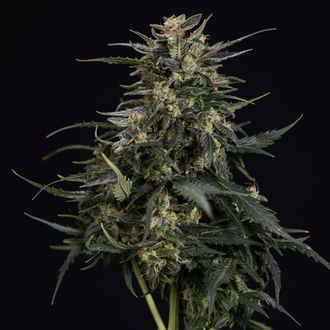 Northern Lights Autoflower (Zamnesia Seeds) Feminisoidut