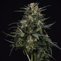 Northern Lights Autoflower (Zamnesia Seeds) Feminisoidut