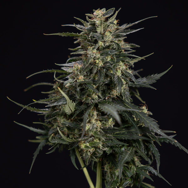 Northern Lights Autoflower (Zamnesia Seeds) Feminisoidut