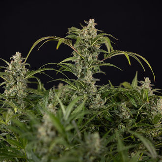 Northern Lights Autoflower (Zamnesia Seeds) Feminisoidut