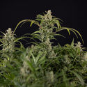 Northern Lights Autoflower (Zamnesia Seeds) Feminisoidut