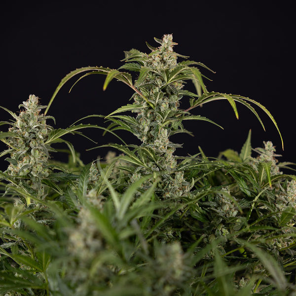 Northern Lights Autoflower (Zamnesia Seeds) Feminisoidut