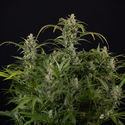 Northern Lights Autoflower (Zamnesia Seeds) Feminisoidut