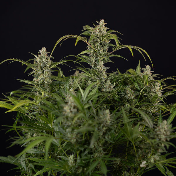 Northern Lights Autoflower (Zamnesia Seeds) Feminisoidut