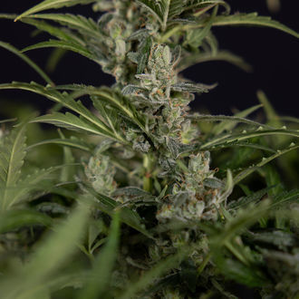 Northern Lights Autoflower (Zamnesia Seeds) Feminisoidut