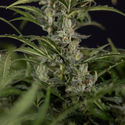Northern Lights Autoflower (Zamnesia Seeds) Feminisoidut