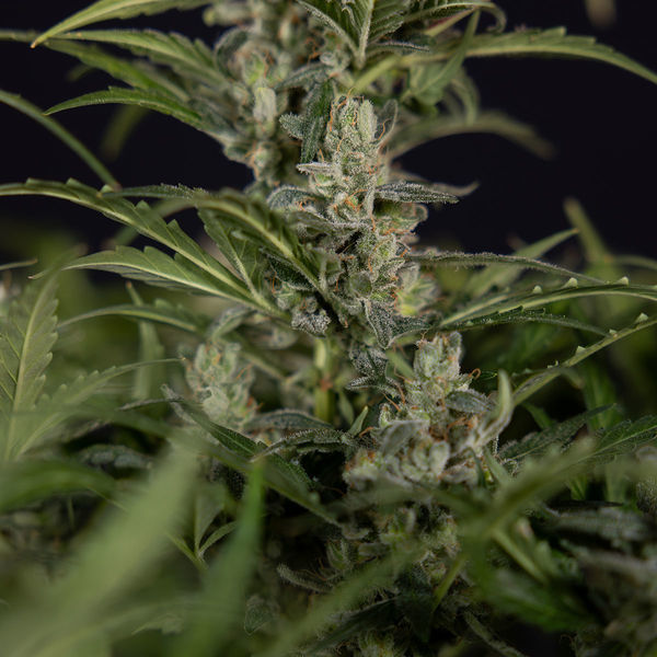 Northern Lights Autoflower (Zamnesia Seeds) Feminisoidut