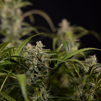 Northern Lights Autoflower (Zamnesia Seeds) Feminisoidut